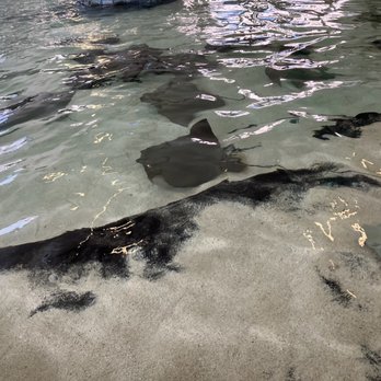 Shedd Aquarium - Stingray Touch - Aquariums Near Me - Chicago, Illinois Shedd Aquarium - Stingray Touch - Aquariums Near Me - Chicago, Illinois