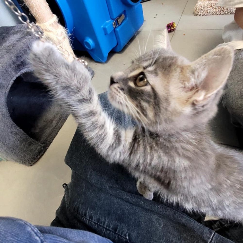 Cat Nap Hangout - Pet Adoption Near Me - Huntington Beach, California Cat Nap Hangout - Pet Adoption Near Me - Huntington Beach, California