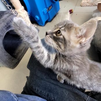 Cat Nap Hangout - Pet Adoption Near Me - Huntington Beach, California