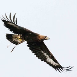 Parc Animalier de Courzieu - Provient du site internet du parc Animalier de Courzieu