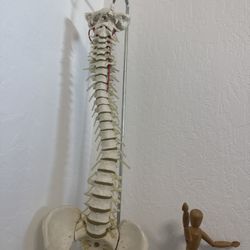 Saleh Chiropractic