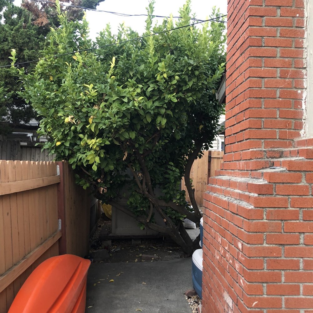 Affordable Arborist - Lemon Tree (Before) - Tree Services Near Me - Vacaville, California
