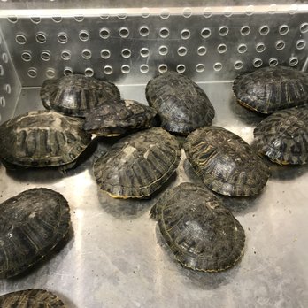 Jusgo Supermarket - Turtle! Hmm, can make turtle soup. - Grocery Near Me - Duluth, Georgia Jusgo Supermarket - Turtle! Hmm, can make turtle soup. - Grocery Near Me - Duluth, Georgia
