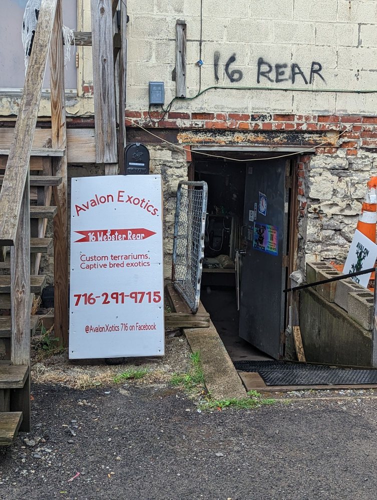 Avalon Exotics - reptile breeding in North Tonawanda, NY