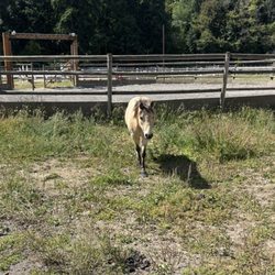 Lake Oswego Hunt Riding Academy - Miniature horse left outside on a Saturday. Had to ask a lesson child if this was normal, she brought him in.