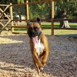 Summit Kennels - Running free in the yard!
