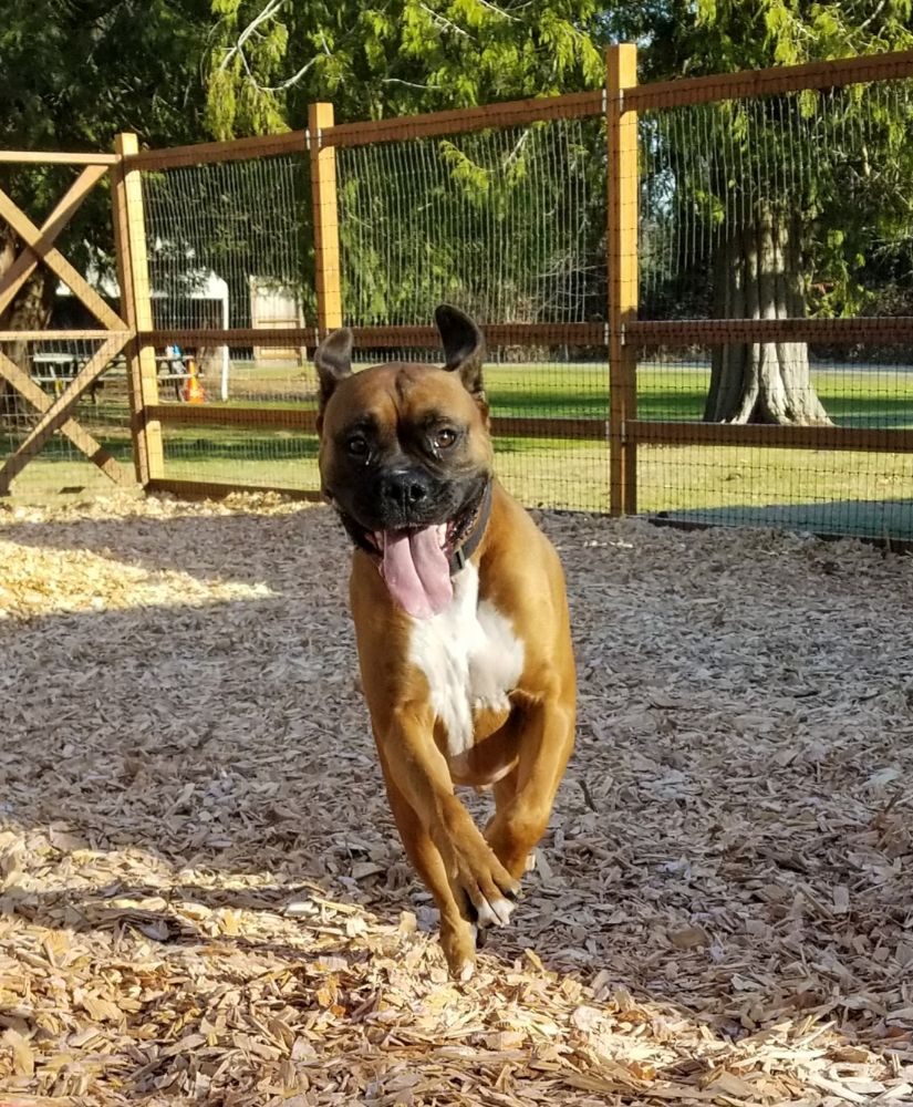 Summit Kennels - pet boarding facility in Tacoma, WA