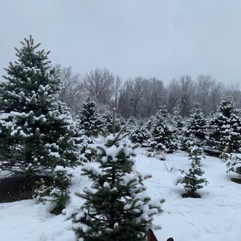 ADDISON OAKS CHRISTMAS TREE FARM - Updated June 2025 - 13 Photos & 14