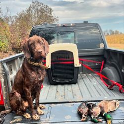 Layton Retriever Kennels