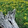 Photo of Discount Tree Service