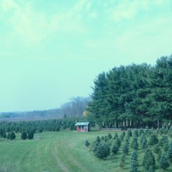 Flower Family Tree Farm