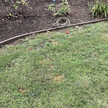 OC Snake Removal - Close up of snake. - Pest Control Near Me OC Snake Removal - Close up of snake. - Pest Control Near Me