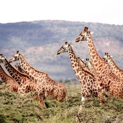 JmBee Travel Health Clinic - Adventure to Africa on a safari of a lifetime but don't forget you may need your Yellow Fever and Typhoid Fever vaccines