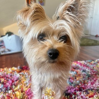 For Pets’ Sake - Before - Pet Groomers Near Me - Alexandria, Virginia