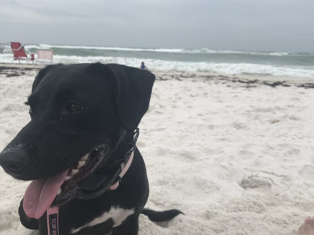 GOOD DOG! COACHING & PET CARE Updated September 2024 52 Photos