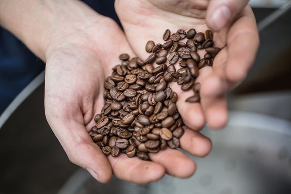 Talitha Coffee Roasters (Roastery Only) by null