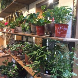 Plants galore!! Plants galore!!