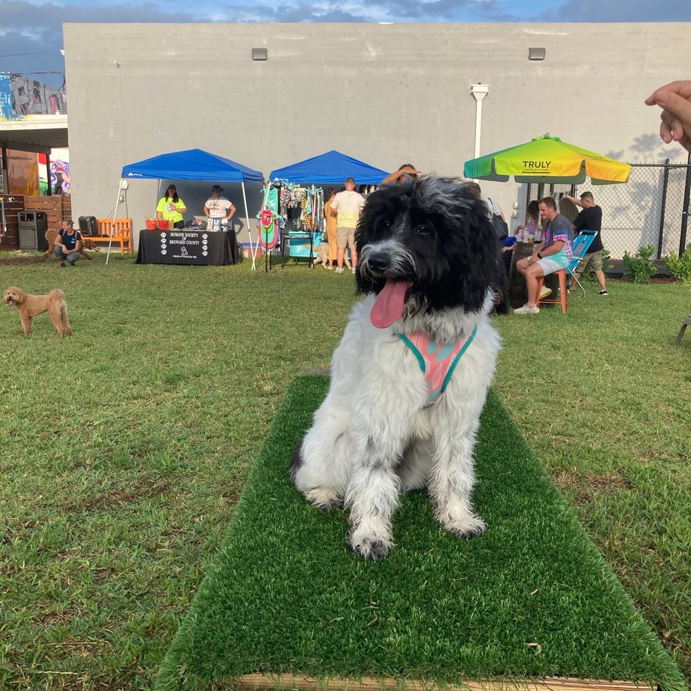 Barkyard n' Brews - small grass ramp - Dog Parks Near Me - Fort Lauderdale, Florida Barkyard n' Brews - small grass ramp - Dog Parks Near Me - Fort Lauderdale, Florida