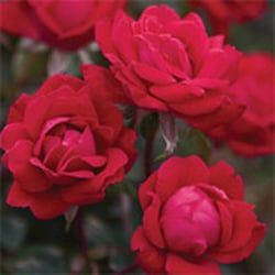 Wayside Garden Center - Knockout Roses