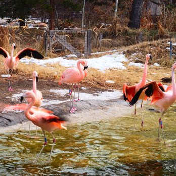 Tracy Aviary - Feisty flamingos chasing each other around! - Zoos Near Me - Salt Lake City, Utah Tracy Aviary - Feisty flamingos chasing each other around! - Zoos Near Me - Salt Lake City, Utah