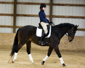 Elegance Dressage - equestrian in Winnetka, IL