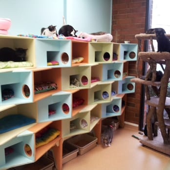 Furkids - One of many luxurious cat rooms. - Animal Shelters Near Me - Cumming, Georgia Furkids - One of many luxurious cat rooms. - Animal Shelters Near Me - Cumming, Georgia