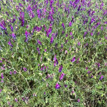 Folsom Lake - Wilting lupine flowers on Beek Bights - Recreation Centers Near Me - Pilot Hill, California