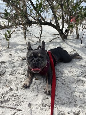 Smyrna Dunes Park by null