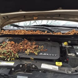 A & S Auto Repair - TONY'S PET PEEVE ! Always check under your hood ! This is what we found after Tony told us to check !!