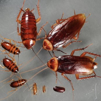 Daniel’s Extermination - The American cockroach is the largest species of common cockroach - Pest Control Near Me Daniel’s Extermination - The American cockroach is the largest species of common cockroach - Pest Control Near Me