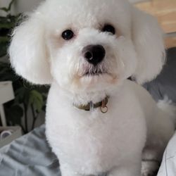 The Groom Shop PDX - Albert is brilliant. My little teddy has never looked better
