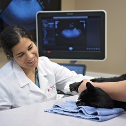 CVCA Cardiac Care For Pets