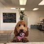 Butter Paws Pet Salon