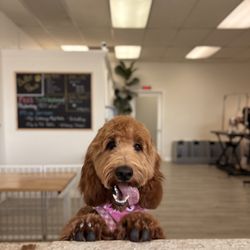 Butter Paws Pet Salon
