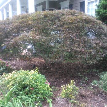 Top Notch Pruning - Tree Services Near Me - Cary, North Carolina Top Notch Pruning - Tree Services Near Me - Cary, North Carolina