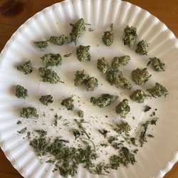 Strawberry Fields Cannabis Denver - Covered with stems and leaves