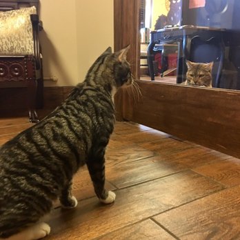 The Cat Practice - New BFF? - Veterinarians Near Me - New York, New York