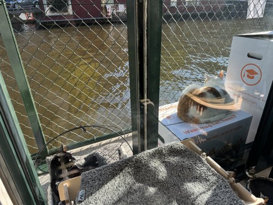 De Poezenboot by null