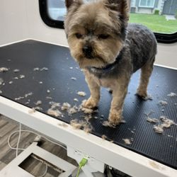 Traveling For The Pets Mobile Grooming - Sweet little girl