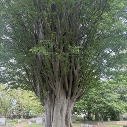 The Woodlands Cemetery Company - Look at this beauty.