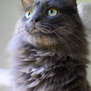 Felix & Oscar - Walden. - Pet Stores Near Me - Alexandria, Virginia