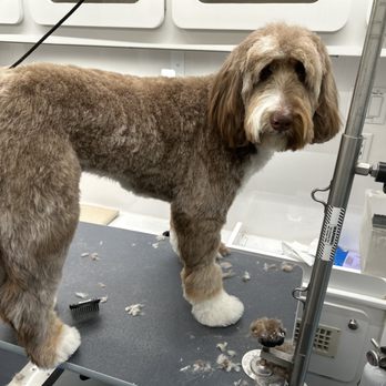 Alex’s Paws ‘n Pups - Pet Groomers Near Me - Skokie, Illinois Alex’s Paws ‘n Pups - Pet Groomers Near Me - Skokie, Illinois