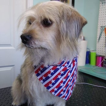 Glory Hounds - Toby, a terrier mix, with a manageable "natural look" trim with a long clip-on blade. How adorable! - Pet Groomers Near Me