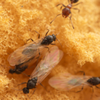 Town & Country Pest Control - Pest Control Near Me - Tyler, Texas Town & Country Pest Control - Pest Control Near Me - Tyler, Texas