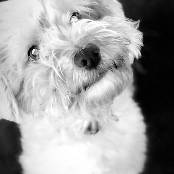 My Spoiled Pet - Oliver! - Pet Sitting Near Me - Oceanside, California