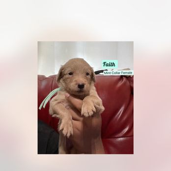 Lyon and Luna Goldendoodles - Goldendoodle puppies Born July 3,2023 - Pet Breeders Near Me Lyon and Luna Goldendoodles - Goldendoodle puppies Born July 3,2023 - Pet Breeders Near Me