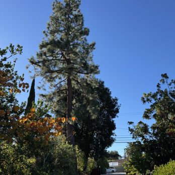 Valley Tree Care Service - Pruned pine tree - Tree Services Near Me - Mountain View, California Valley Tree Care Service - Pruned pine tree - Tree Services Near Me - Mountain View, California