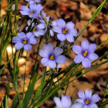 Apiana Native Landscaping - Sisyrinchium bellum, or Blue-eyed grass is in pretty much every Apiana habitat ever planted. - Landscaping Near Me - Lompoc, California Apiana Native Landscaping - Sisyrinchium bellum, or Blue-eyed grass is in pretty much every Apiana habitat ever planted. - Landscaping Near Me - Lompoc, California