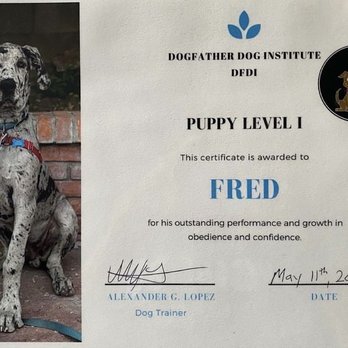 Dogfather Dog Institute - Pet Training Near Me Dogfather Dog Institute - Pet Training Near Me