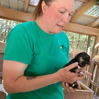 Alaska X - Another musher with a tiny pup - Tours Near Me - Skagway, Alaska